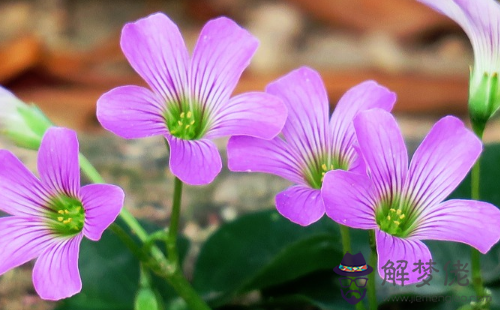 18年6月27日生日命運 解夢佬 18年6月27日生日命運 解夢佬