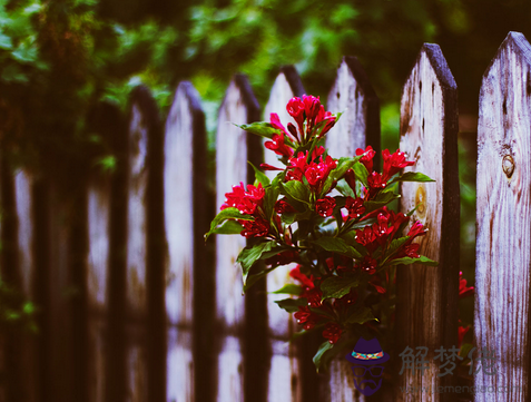17年3月21日生日命運 解夢佬