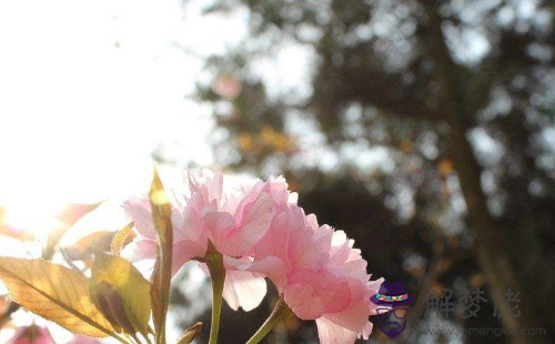 18年2月7日生日命運 解夢佬 18年2月7日生日命運 解夢佬