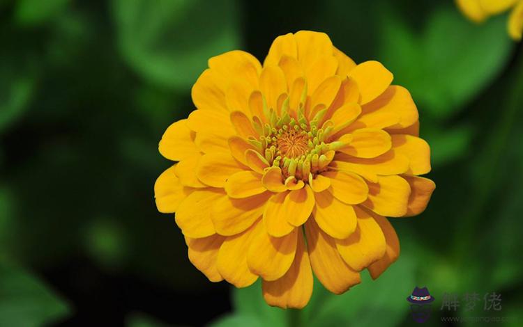 獅子座的生辰花是什麼熱情明快充滿陽光 解夢佬