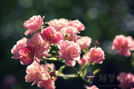 12星座2015年尋覓良緣的征途