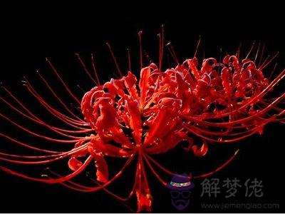 12星座女生專屬花卉