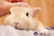 兔爸爸和兔媽媽生什麽寶寶好