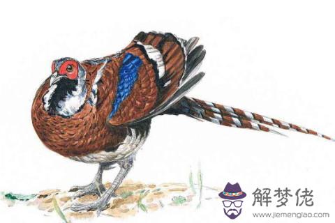 2020年屬雞人2021年運勢怎麼樣,17年出生肖雞女運氣好不好