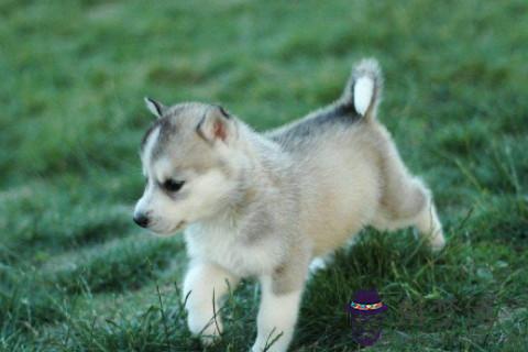 2020年屬狗人2021年運勢怎麼樣,18年出生肖狗女運氣好不好