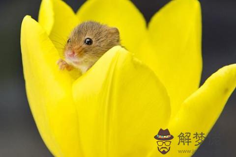 2020年屬鼠人2021年運勢怎麼樣,2020年出生肖鼠女運氣好不好