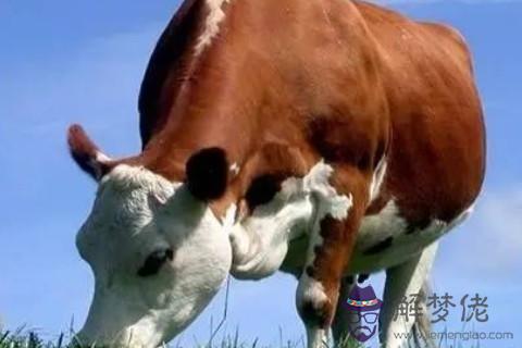 2009年出生2021年屬牛本命年多少歲,本命年運勢好不好