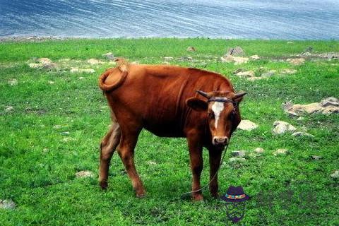 2009年屬牛本命年要注意,12歲小朋友佩戴什麼吉祥物好