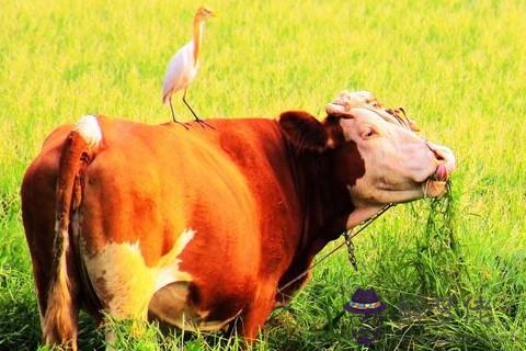 2009年屬牛人2021年運勢怎麼樣,屬牛女士運氣好不好