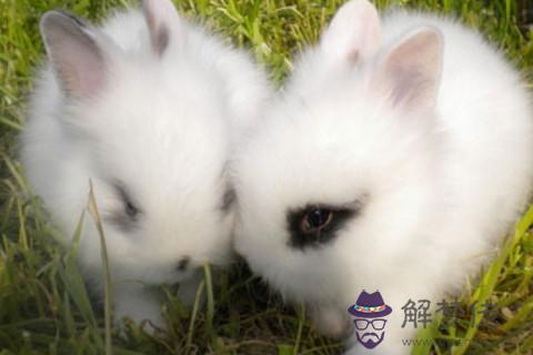 2011年屬兔人2021年運勢怎麼樣, 11年出生生肖兔女運氣好不好