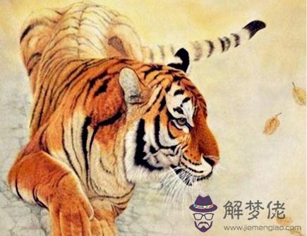 屬虎女人婚姻與命運
