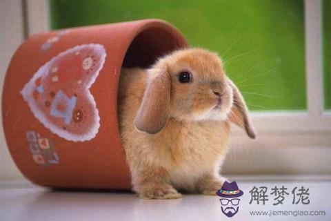 屬牛配兔的婚姻怎麼樣婚姻相配嗎