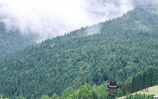 屬猴人2021年上半年好還是下半年好,屬猴人新一年運勢還行