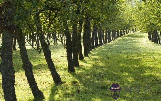 2021年1月哪個屬相桃花運最旺,生肖虎桃花運最好