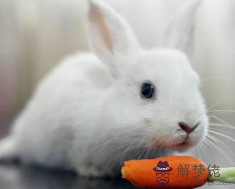 2020年7月生肖屬兔運勢，神煞有“太陰”、“桃花”等吉星帶來好運