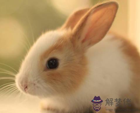 2020年6月生肖屬兔運勢,事業上宜沉著穩重,以攻為守