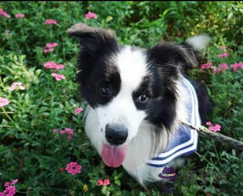 2020年5月屬狗運勢,本月寅宮驛馬星動,易變動