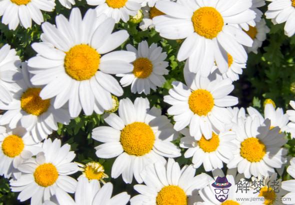 生肖屬鼠的男人2020年桃花運,運勢悄無聲息,感情發展無望