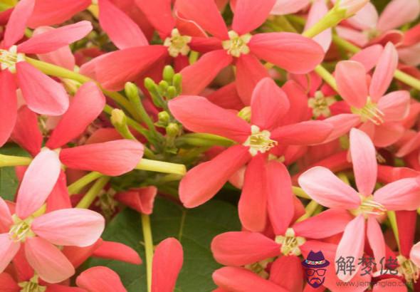 生肖屬龍的男人2020年桃花運,爛桃花多,質量欠佳使得繼續單身