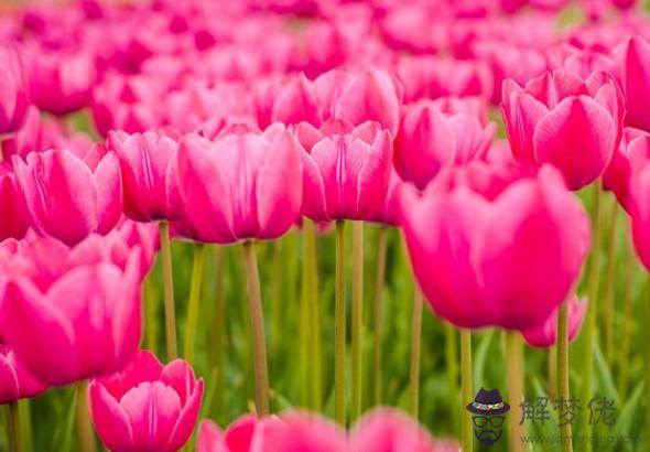 生肖屬龍的女人2020年事業運,事業動蕩不安,工作出現較大變動