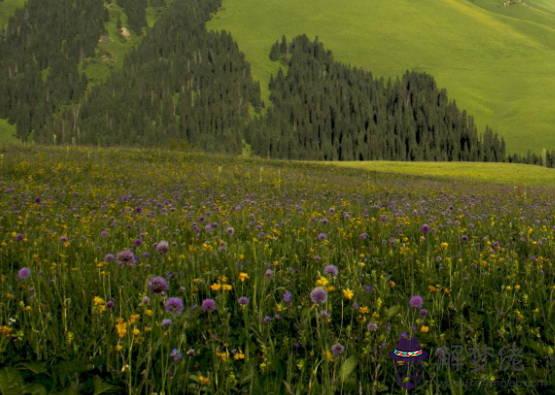 生肖屬鼠的女人2020年桃花運,運勢極佳,多遇優質桃花