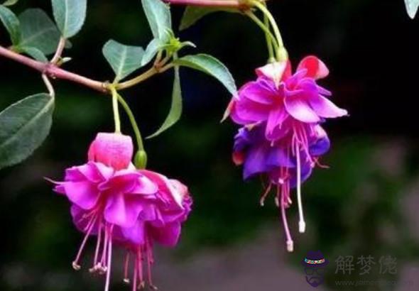 生肖屬龍的男人2020年貴人運，遇五鬼攪局破壞人緣宮，易招致小人