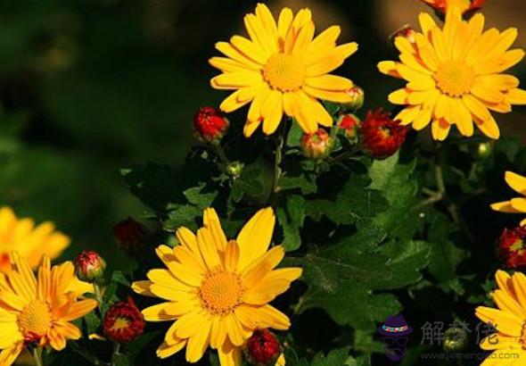 生肖屬龍的男人2020年貴人運，遇五鬼攪局破壞人緣宮，易招致小人