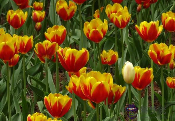 秦陽明解析2020年生肖猴事業運,運勢理想,日子悠閑如意