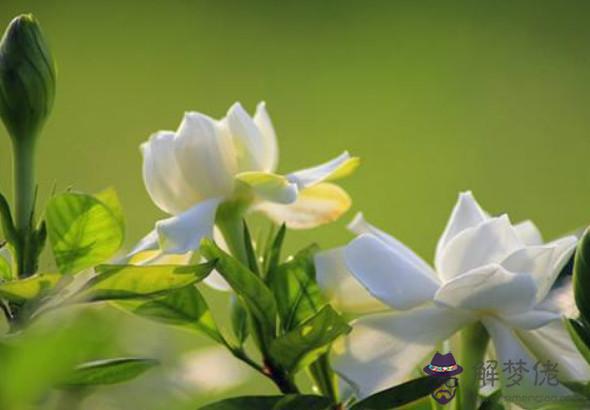 秦陽明解析2020年生肖狗事業運,不盡人意,但總體有失有得