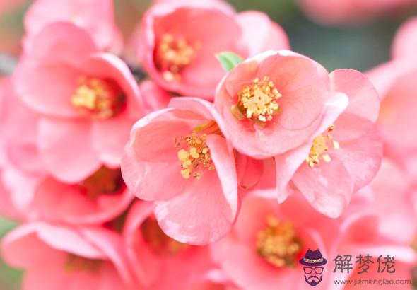 秦陽明解析2020年生肖狗事業運,不盡人意,但總體有失有得