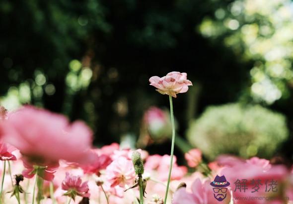 秦陽明2020年生肖屬蛇每月運勢,二月初遇機會,十月遭受質疑