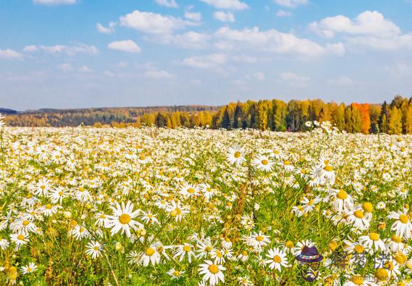 秦陽明2020年生肖屬羊每月運勢，二月財運良好，六月情緒波動較大