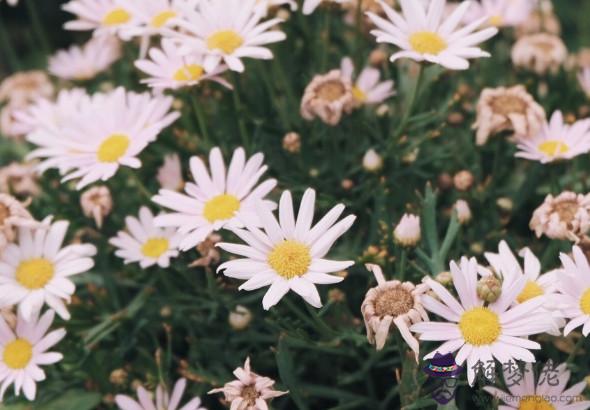 秦陽明2020年生肖屬豬每月運勢,三月吉星入宮,九月事業迎來轉折