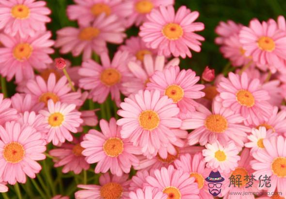 秦陽明2020年生肖屬豬每月運勢,三月吉星入宮,九月事業迎來轉折