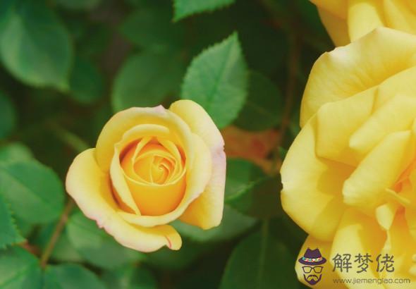 秦陽明解析2020年生肖鼠事業運,工作遇阻,多次遭遇瓶頸時期