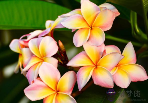 秦陽明解析2020年生肖鼠事業運,工作遇阻,多次遭遇瓶頸時期