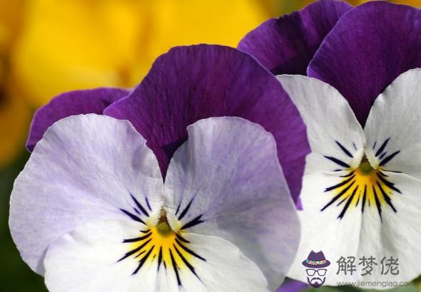 秦陽明2020年生肖屬鼠每月運勢,屬鼠人六月運勢最佳,有貴人相助