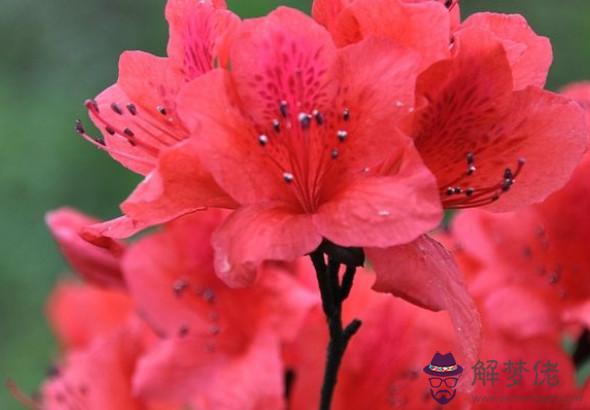 2020庚子年農歷十一月出生的鼠寶寶命運,命中藏財,天生富貴命格