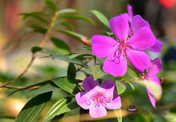 2020年3月財運最好的生肖，屬兔人3月里賺錢順利又輕松