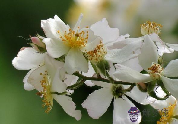 2020庚子年農歷四月出生的鼠寶寶命運，一生衣祿平淡，奔波勞碌