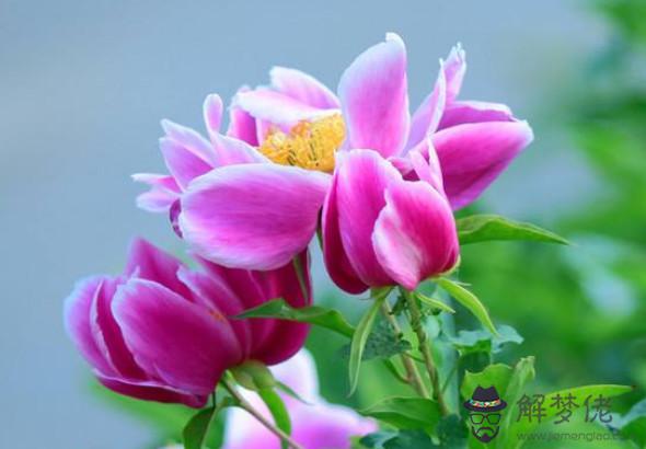 2020庚子年農歷六月出生的鼠寶寶命運,困境崛起,事業成功