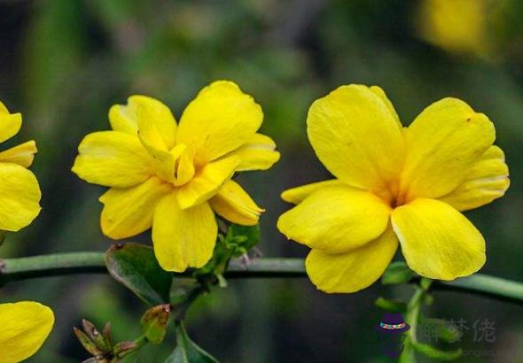 2020年2月桃花運最好的生肖,屬羊人桃花最旺,異性緣泛濫