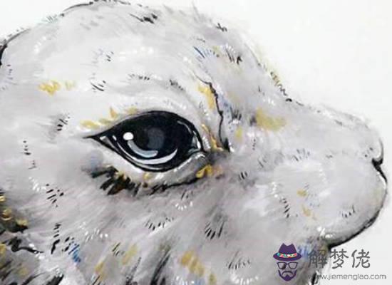 生肖屬兔爸爸和什麼生肖屬相的寶寶相合相沖