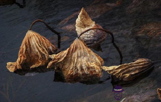 生肖屬牛和生肖屬豬的婚配好嗎,相合還是相沖