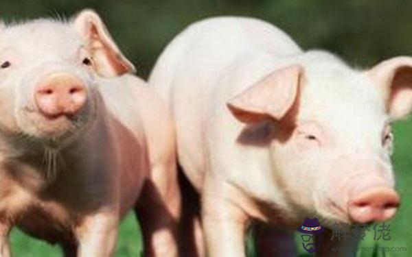 金豬年是哪一年 下一個金豬年是2031年