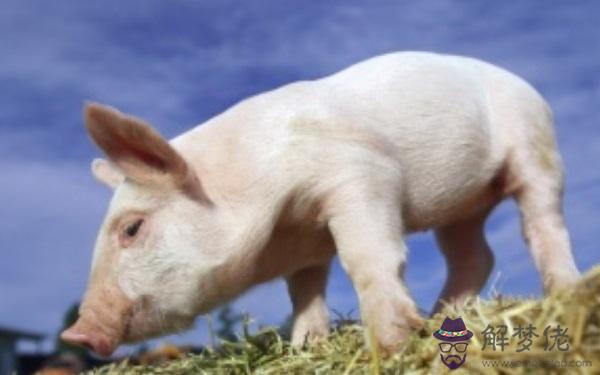 金豬年是哪一年 下一個金豬年是2031年