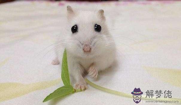 金鼠年是哪一年 2020年就是金鼠年