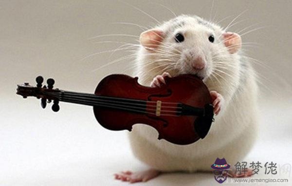 金鼠年是哪一年 2020年就是金鼠年