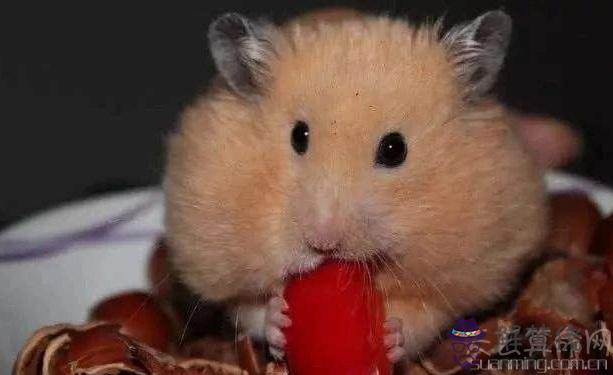 金鼠年是哪一年 2020年就是金鼠年