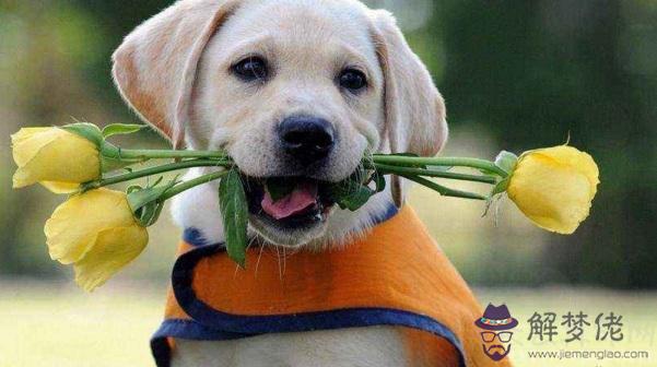 金狗年是哪些年份 下一個金狗年是2030年